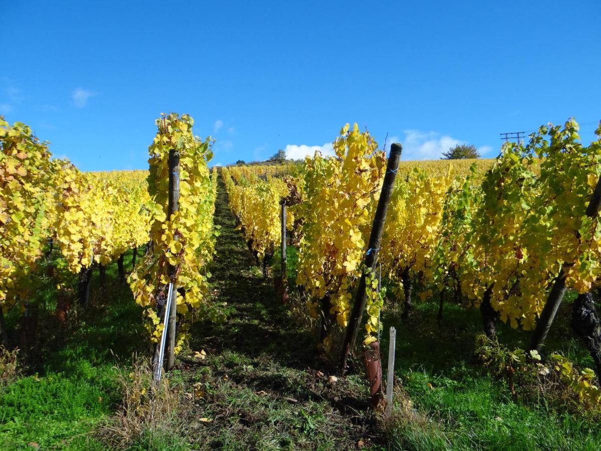 Apartamento Au Coeur Des Vignes Bergheim Exterior foto