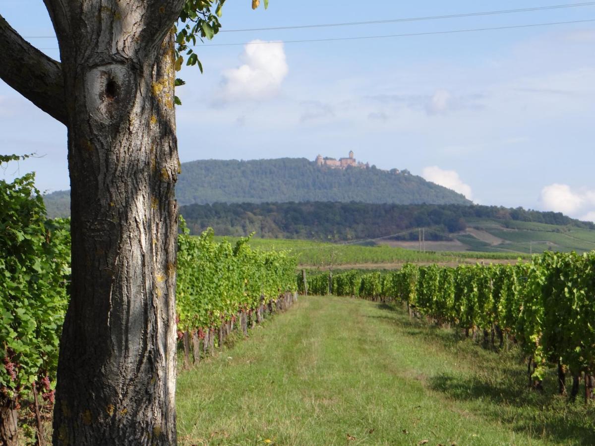 Apartamento Au Coeur Des Vignes Bergheim Exterior foto