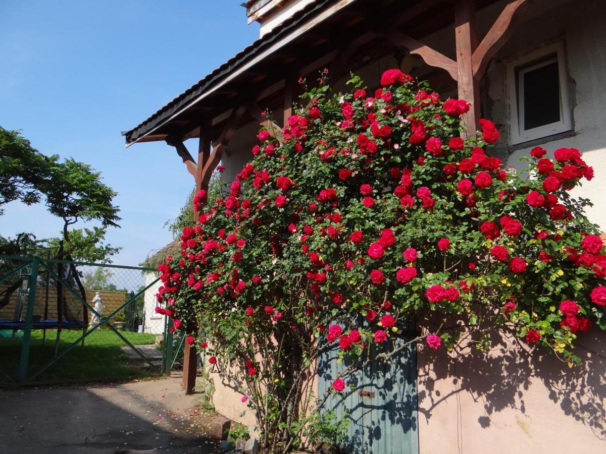 Apartamento Au Coeur Des Vignes Bergheim Exterior foto