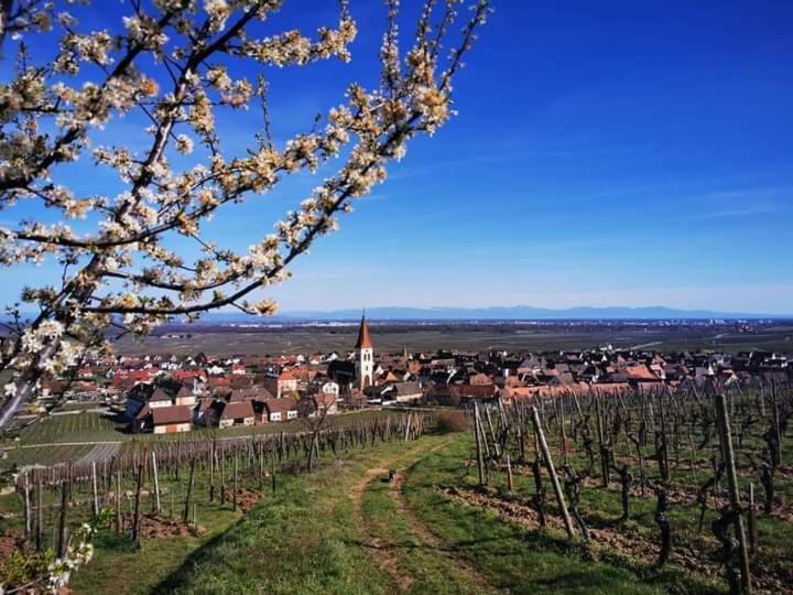 Apartamento Au Coeur Des Vignes Bergheim Exterior foto